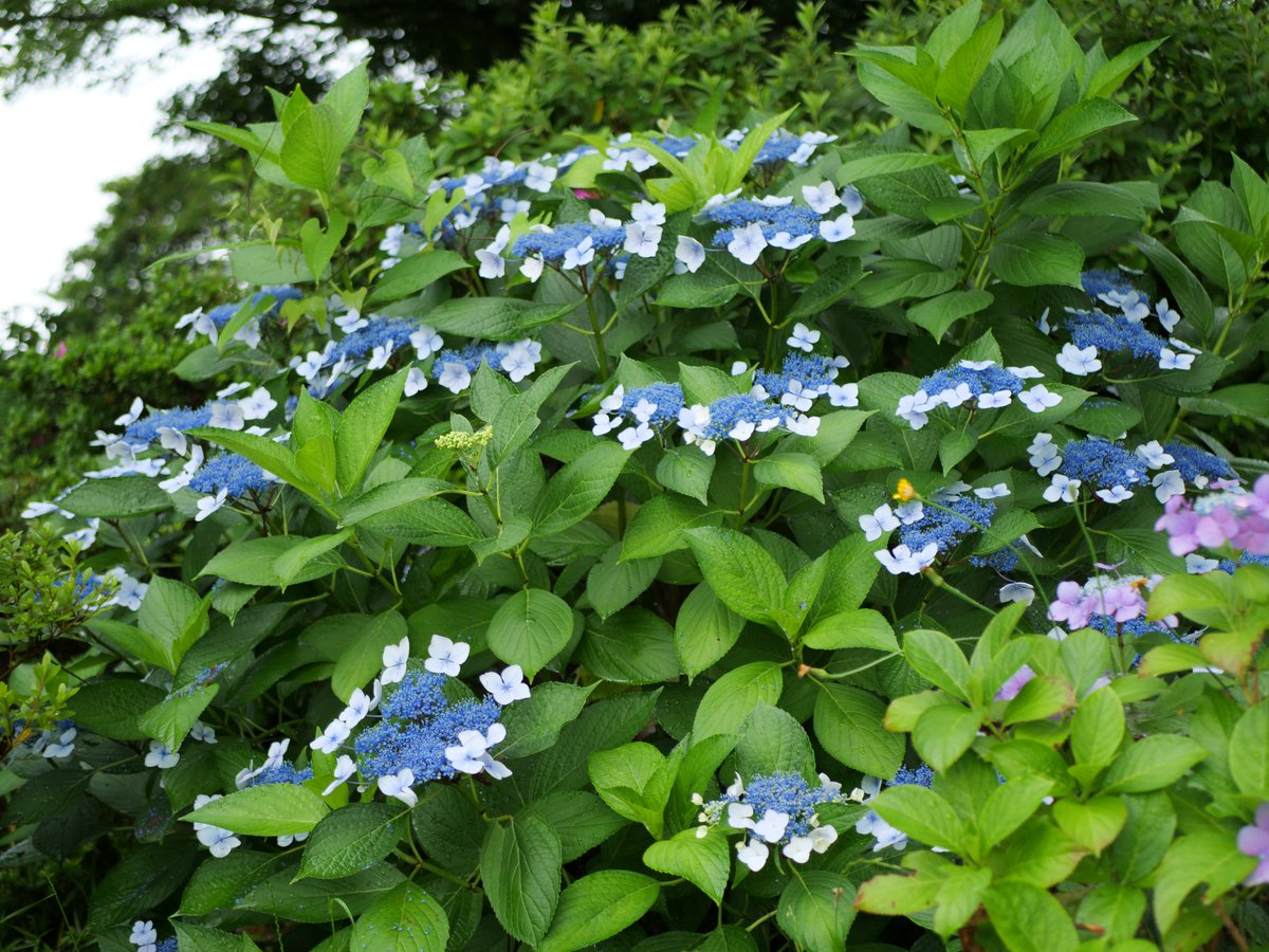 kumachon_mh3's tweet photo. 紫陽花
雨上がりの瑞々しさの表現はむずいな
#鹿嶋市
#lumix
#g9pro https://t.co/bpJaonNYSo