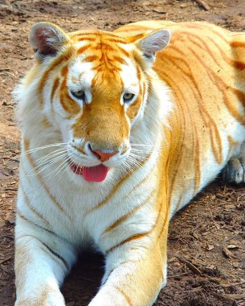 Golden Tabby Tiger tweet media