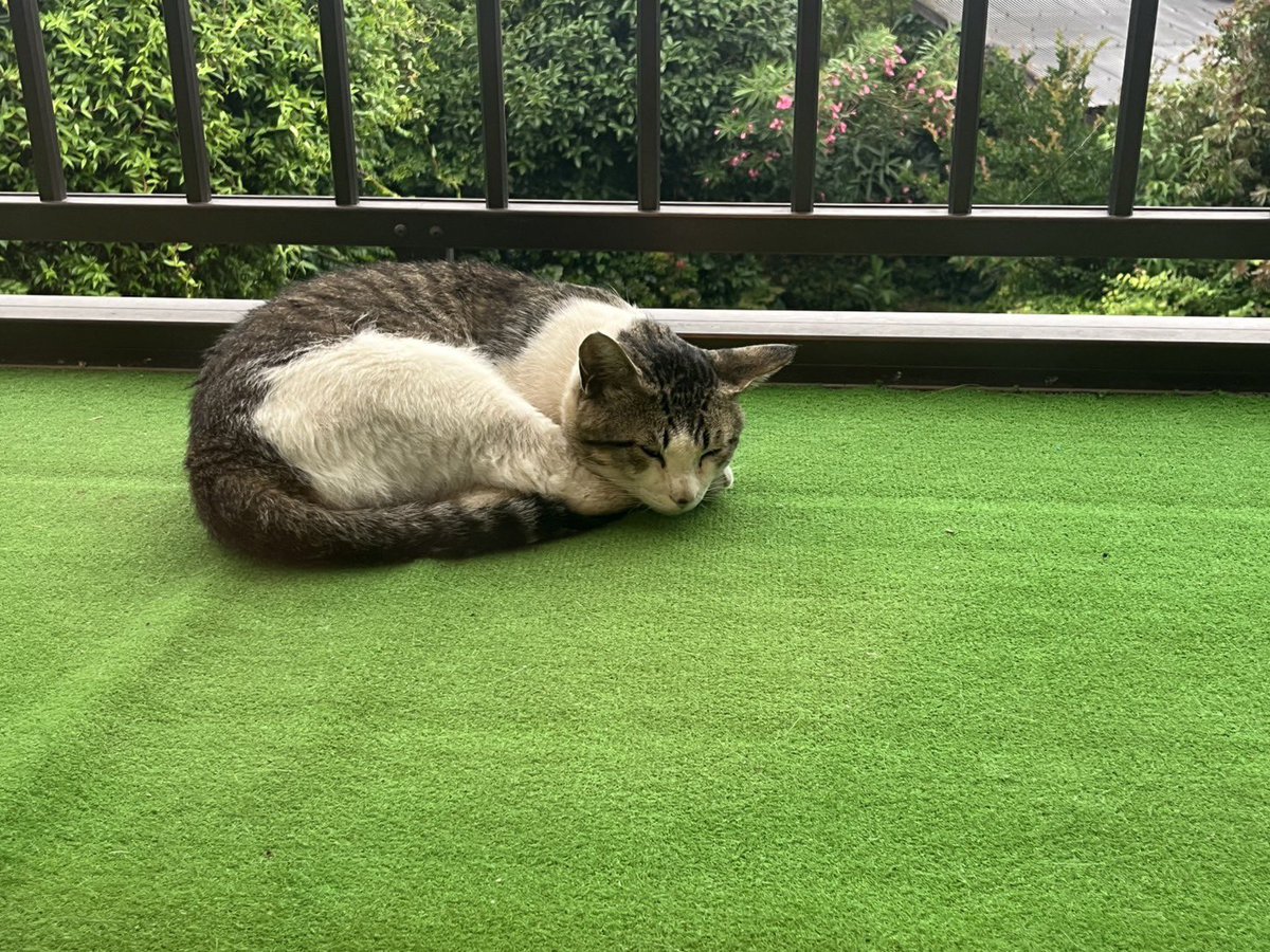 pootaku's tweet photo. 昨日、遊びにきたタヌ吉（野良猫）d(ﾟ∀ﾟ｡)ﾃﾞｽ!!雨降ってたから雨宿りに来てました。
ここは2階です。よーすけが一所懸命話しかけてたけど無視されてた（笑）
結構大きいんだけど、臆病なんよね https://t.co/iklP71Kir2