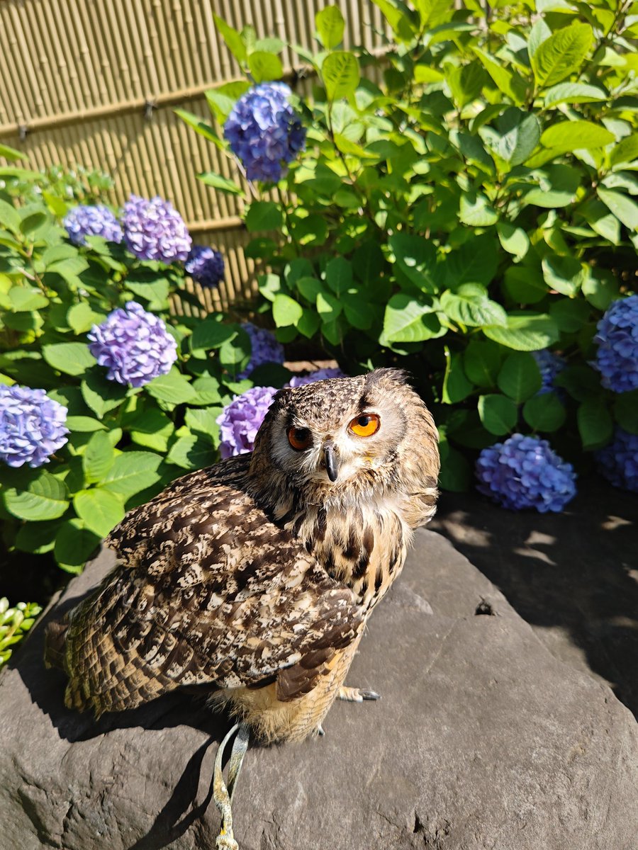 ccplaning's tweet photo. ベンガルワシミミズクの
ベンジーくんと雨上がりの空の下で紫陽花
⁡⁡
倉庫内の鳩対策、ハト追い払い。
横浜　特選冷凍ひよこ販売
害鳥対策、鳩対策ご相談問い合わせは、
メッセンジャーまたは
ホームページ問い合わせフォーム
からお願い致します。

https://t.co/FAh0qwpSNA https://t.co/EDk5Iblf9g