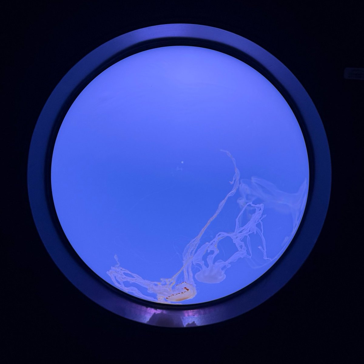 ___95uk's tweet photo. 子どものころよりも、大人になってからの方が、「水族館ってたのしいな~」って、おもってるかも https://t.co/nRNNdVEmpH