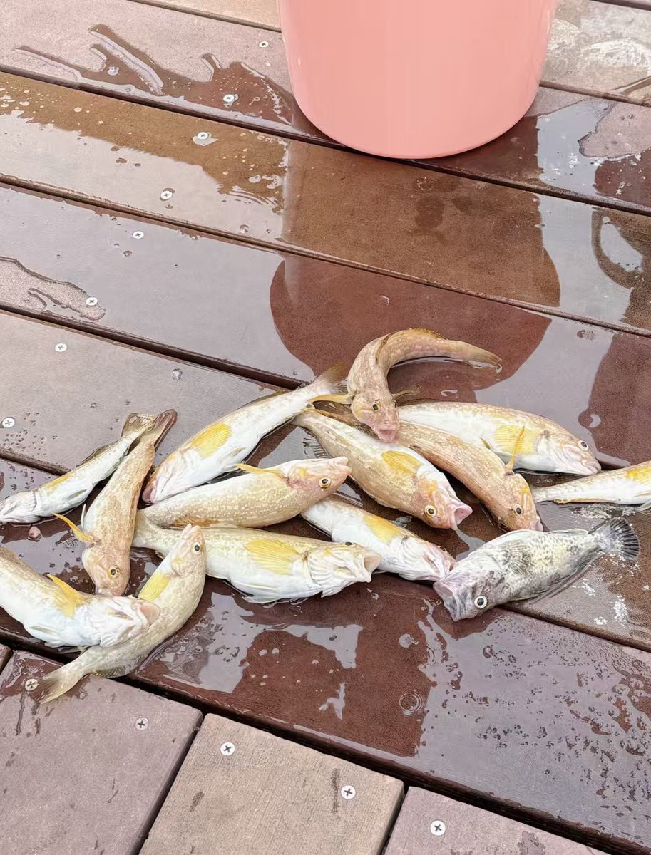 Aspirinal1's tweet photo. 海钓🎣 https://t.co/b4Dh4HkR0e