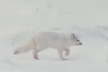 peti7sol's tweet photo. The channel National Geographic Animals wich is where the Nietzschean Penguin was posted just gave us a new Nietzchean animal

The Nietzschean Artic Fox

They explain how this fox takes a lot of risks stalking the artic polar bears for food

https://t.co/BtIkOqY9oo https://t.co/flNgPArSaG