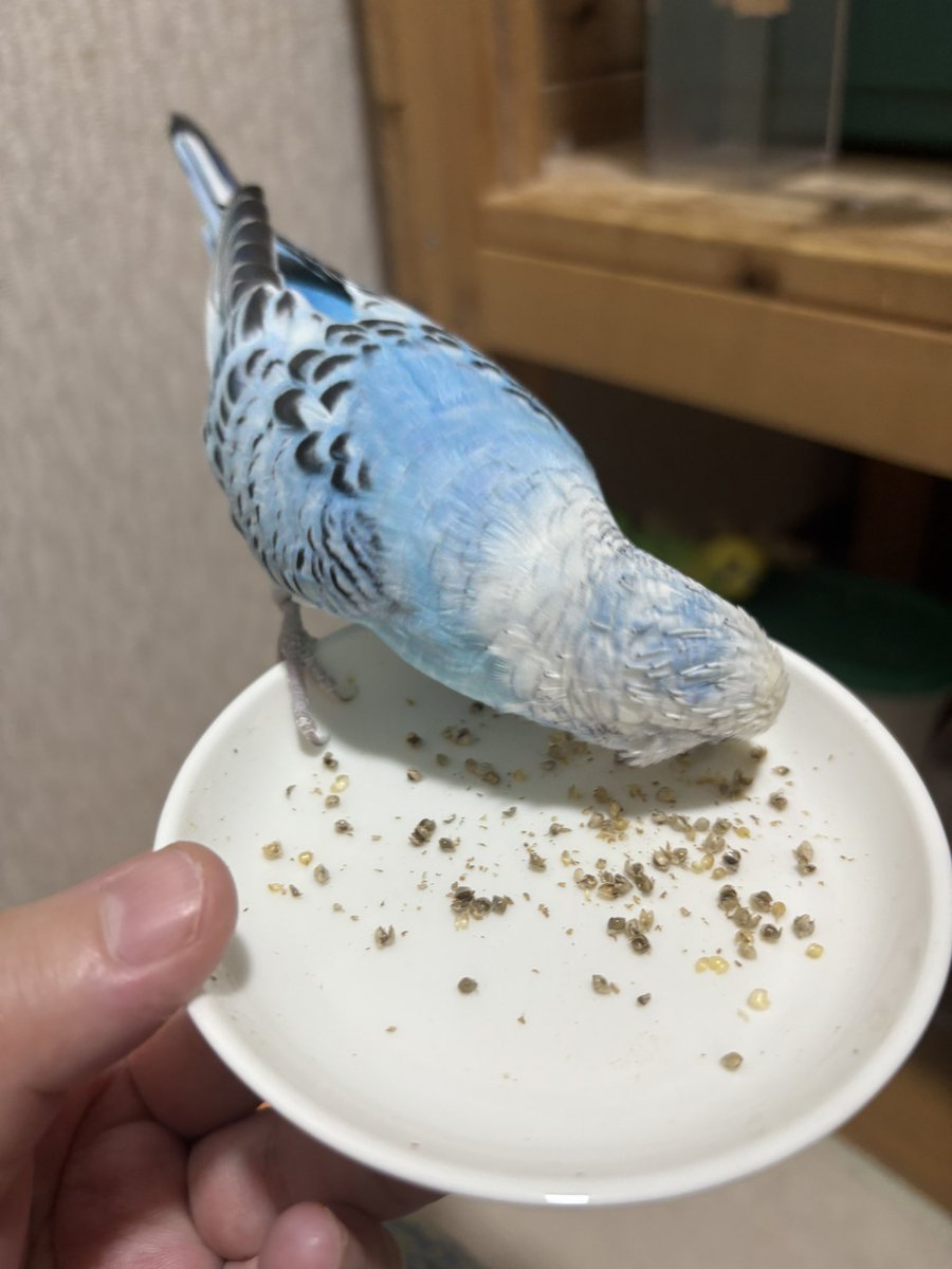 supi0510's tweet photo. スーちゃんピーちゃんお外ご飯あげてたら出てきました。 https://t.co/WGjCZvkYkG