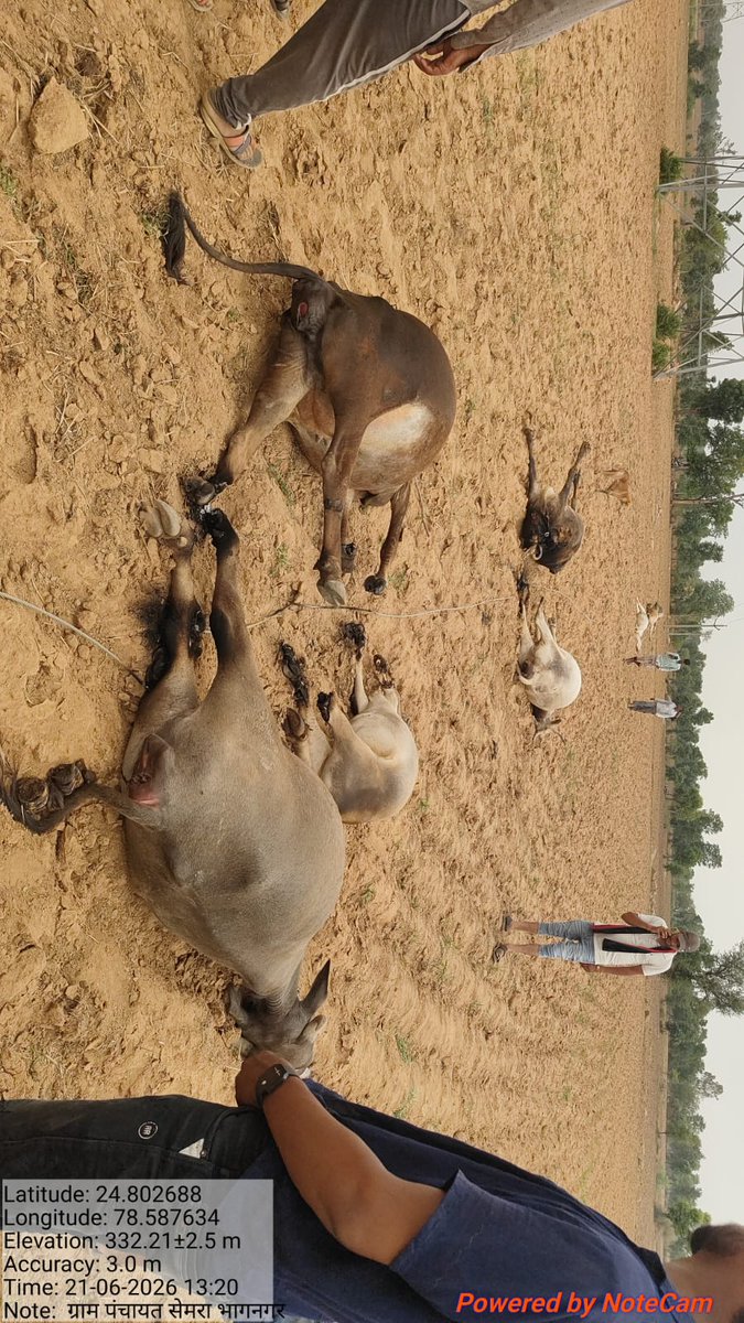 VModanwal3437's tweet photo. ललितपुर ब्रेकिंग 
गाँव में हाई टेंशन बिधुत लाइन का तार गिरने से   एक दर्जन से अधिक मबेसियों की हुई मौत 
13 मवेशियों की मौत में 9 गाय और 4 भैंसें शामिल 
ग्रामीणों ने विद्युत विभाग की लचर कार्य प्रणाली पर जताया आक्रोश
  
 #lalitpur #lalitpurpolice https://t.co/0V57M5poe4