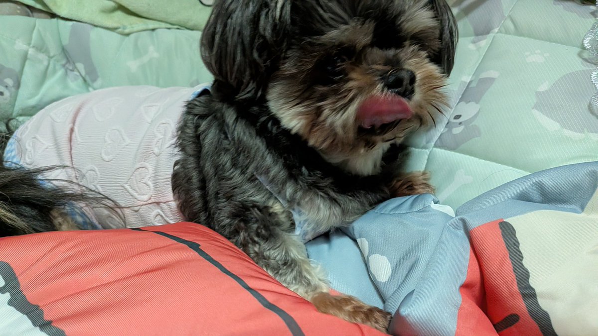 mixkenhanachan's tweet photo. こんばんわ🐶
はな🐾でしゅ😃

今日は、かぁしゃんお昼までのおちごとで、夕方から、かぁしゃんのお友達の、お家🏡に行ってたでしゅ😆

さっき帰って来て、夜んぽ🦮行って来たでしゅ〜🐕️💨

涼ちかったでちゅ〜😉👍 https://t.co/piKDue0sgD
