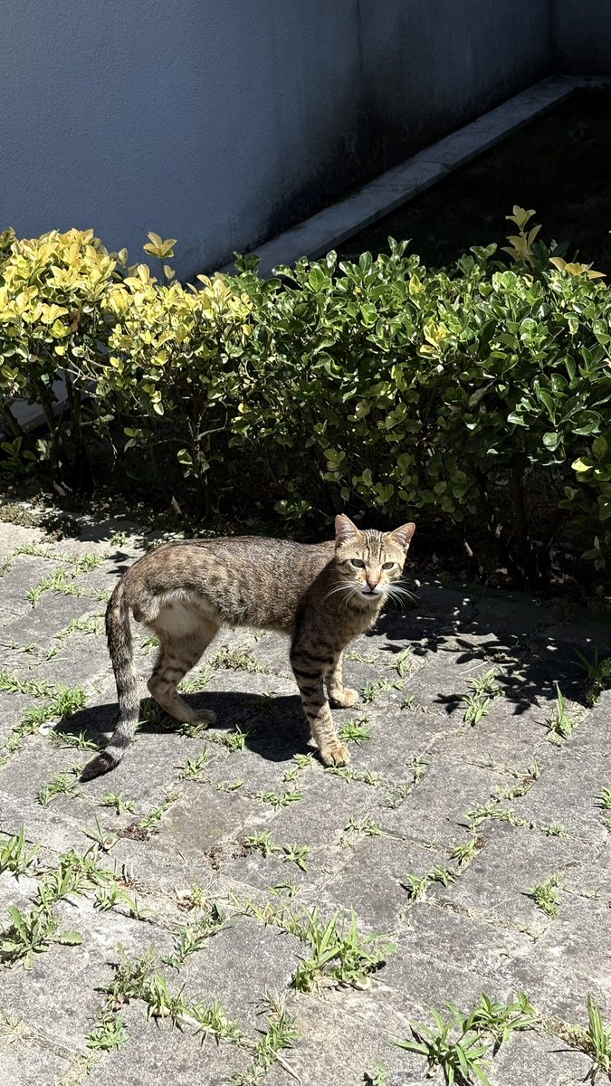 sedanakyol's tweet photo. 🐾3 BACAKLI CEVİZ HALA YUVASINI ARIYOR 🐾

Erkek, kısır, 1-3 yaşlarında. İnsanlara inanılmaz düşkün. Sürekli yanınızda olmak, oyun oynamak, kendini sevdirmek istiyor. Diğer kedilerle de son derece uyumlu, hiçbir agresyonu yok.

📍Ankara, İstanbul, Eskişehir https://t.co/H5qDyBLF7o