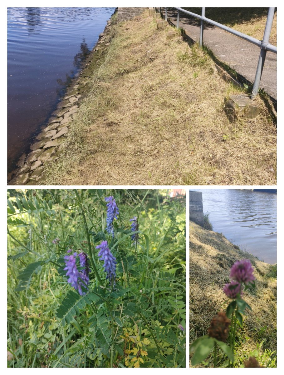 Tree_Folklore's tweet photo. I don't know if this was Belfast City Council the DFI or the Department for Communities who take it upon themselves to do this from time to time.

But this is ecological thuggery and whoever is responsible should be ashamed.

These river banks were alive with native wildflowers and you did this why?

How dare you waste our money like this. 

@Belfastcc
@deptinfra 
@CommunitiesNI