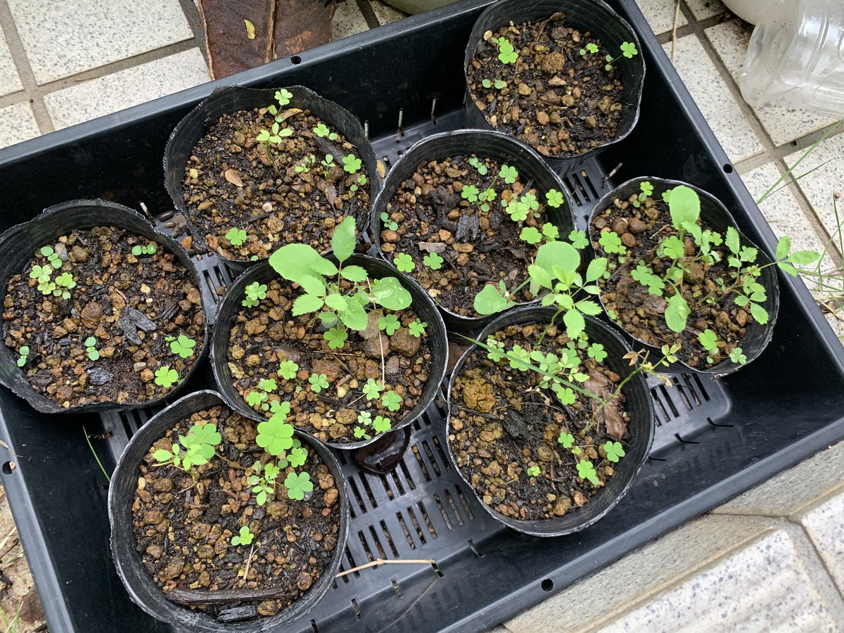 ormitte's tweet photo. 春に蒔いたノイバラはなかなか大きくならず。梅雨に入って新しく芽が出てきたのはカタバミとカラシナだった。
枇杷の最後の何個か。実家で全然とれてないとの事なので差し入れに。
ヤスリでゴリゴリとドライバーの先を削り。試しに竹を割ってみるが、なかなかうまく割れない。まだ鋭さが足りないか。 https://t.co/knN4PaOdQp