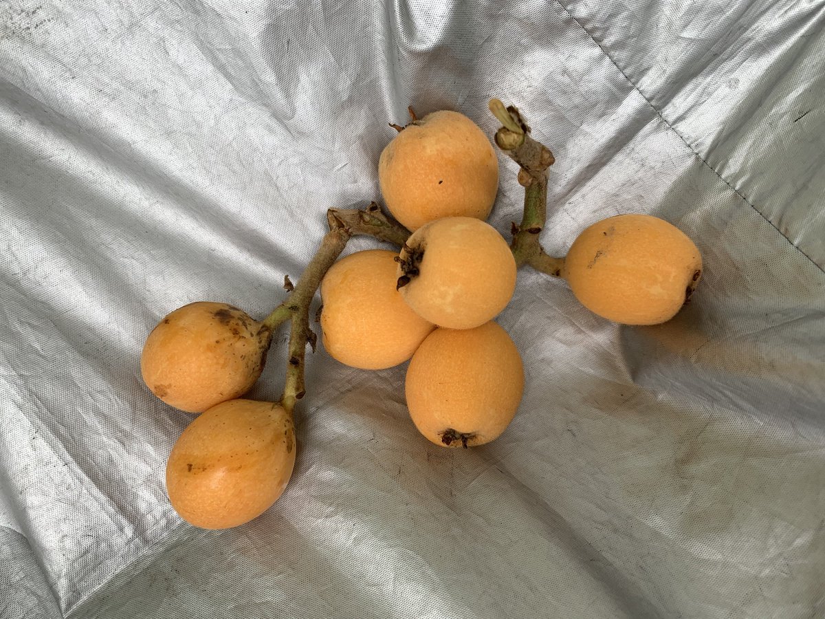 ormitte's tweet photo. 春に蒔いたノイバラはなかなか大きくならず。梅雨に入って新しく芽が出てきたのはカタバミとカラシナだった。
枇杷の最後の何個か。実家で全然とれてないとの事なので差し入れに。
ヤスリでゴリゴリとドライバーの先を削り。試しに竹を割ってみるが、なかなかうまく割れない。まだ鋭さが足りないか。 https://t.co/knN4PaOdQp