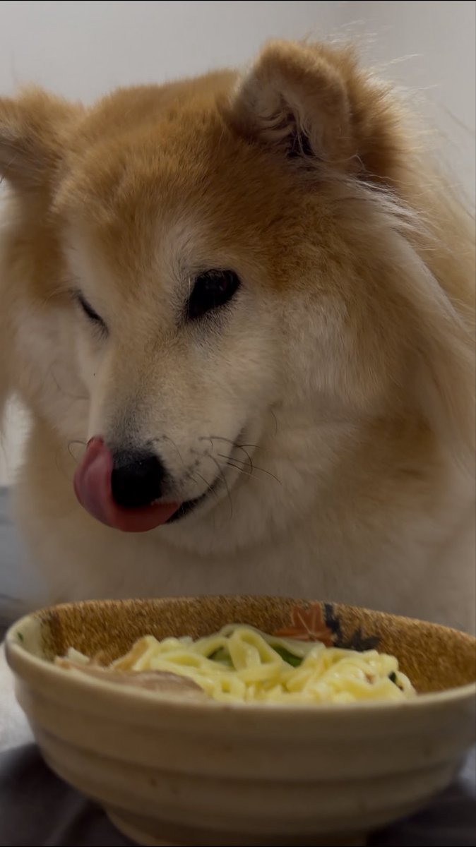 ageagepayapaya's tweet photo. おぉ、久しぶりだぁなぁ
らぁぁぁあめんをいただいた…🫶

#柴犬 https://t.co/C25v0NI3ik