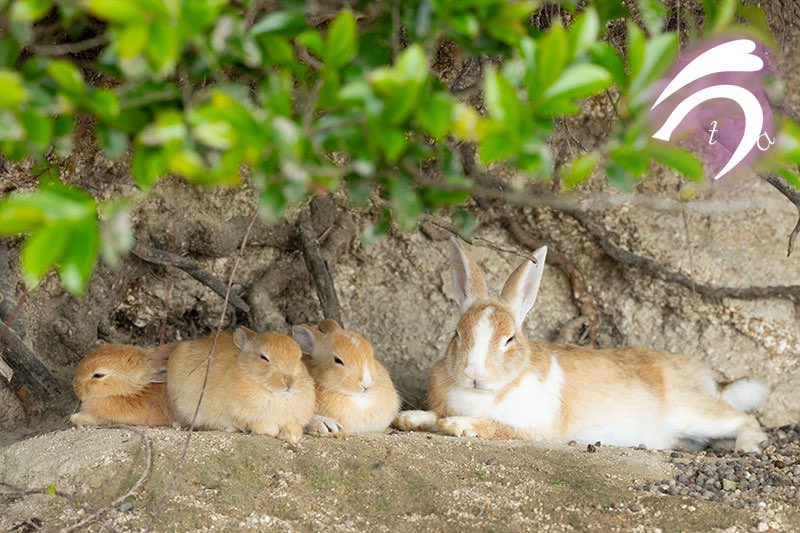 utajima's tweet photo. お昼寝中の父と子🐇🐰🐰🐰✨

#父の日 https://t.co/VHszyUBjh4