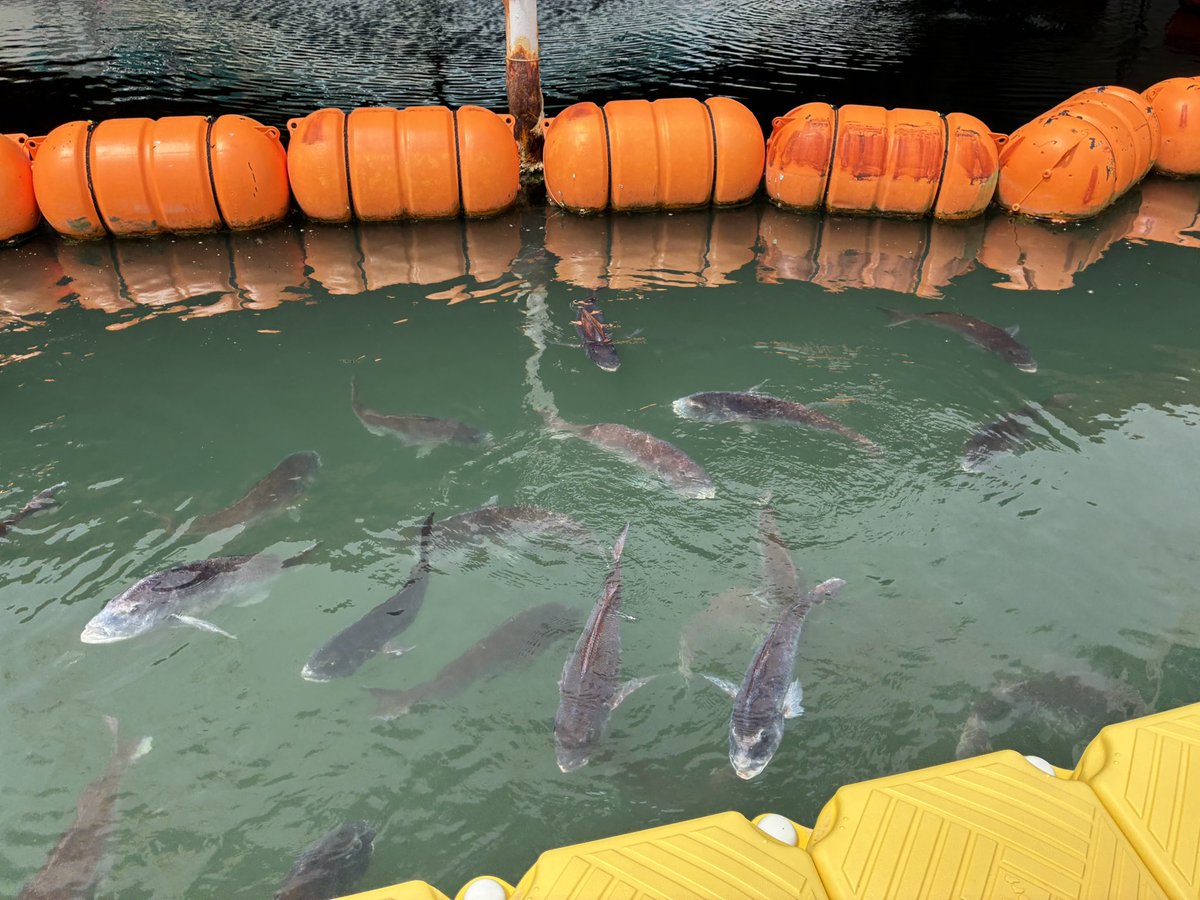 chu_bay2's tweet photo. 天草で魚や🐬など見た https://t.co/DDPg6eTx9U