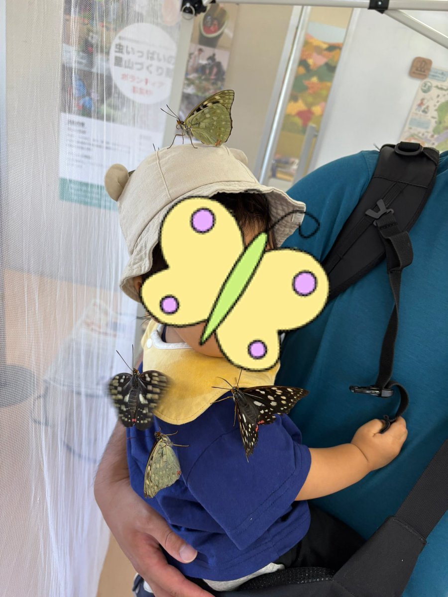 chooootaro's tweet photo. 橿原市昆虫館オオムラサキ触れ合いイベント🦋
今年は残り2日です！
6月27日(土)28日(日)。
日曜日は育ての親である僕が案内させて頂きます❣️是非、ご来館下さい。
詳細はコチラ↓
https://t.co/QQ1VhDxdzh
#橿原市昆虫館 #オオムラサキ https://t.co/1US1mXFACi