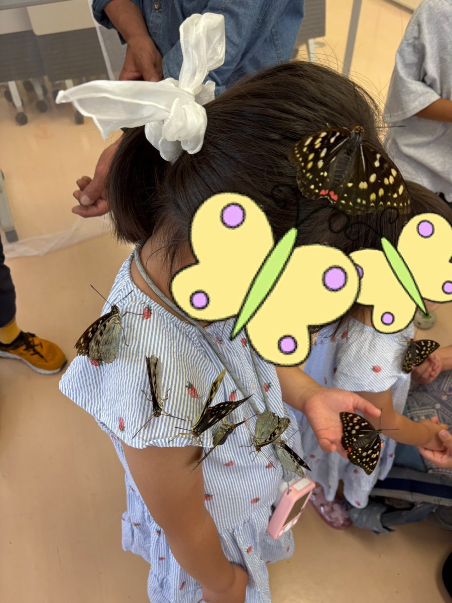 chooootaro's tweet photo. 橿原市昆虫館オオムラサキ触れ合いイベント🦋
今年は残り2日です！
6月27日(土)28日(日)。
日曜日は育ての親である僕が案内させて頂きます❣️是非、ご来館下さい。
詳細はコチラ↓
https://t.co/QQ1VhDxdzh
#橿原市昆虫館 #オオムラサキ https://t.co/1US1mXFACi