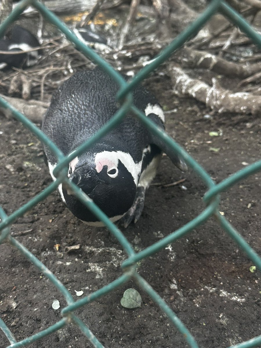 T1NG0Music's tweet photo. penguins + dassie https://t.co/F9Cz3FnuRl