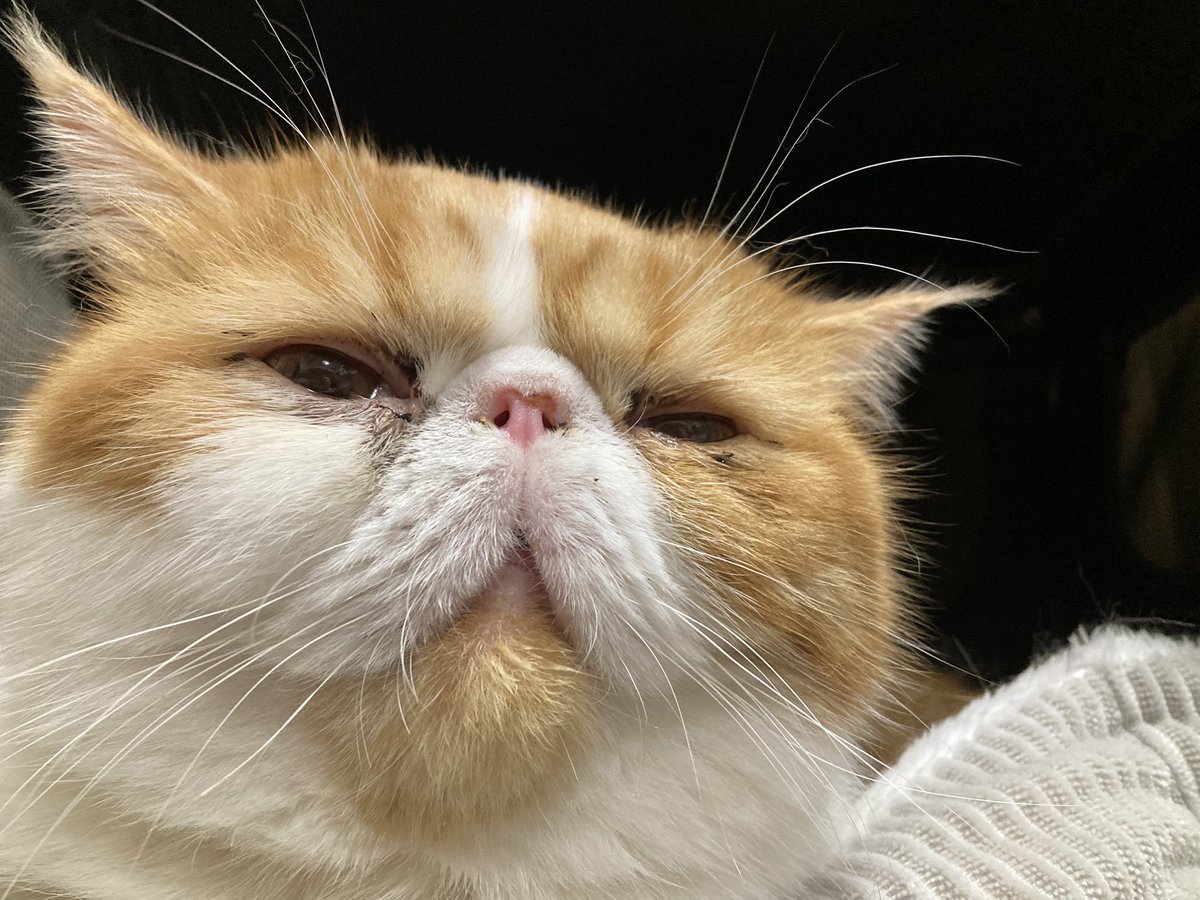 コッコです₊⁎⁺˳✧༚ え？日曜日…もう終わりっすか？