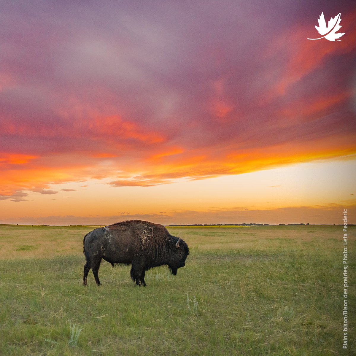 NCC_CNC's tweet photo. En ce #MoisHistoireAutochtone, nous reconnaissons l'importance des savoirs, de la science et du leadership qui ont permis au territoire de prospérer depuis des temps immémoriaux. Protéger la nature, c'est aussi protéger la vie. 

En savoir plus : https://t.co/YIp5LFakIx https://t.co/wf9b8cDGTx