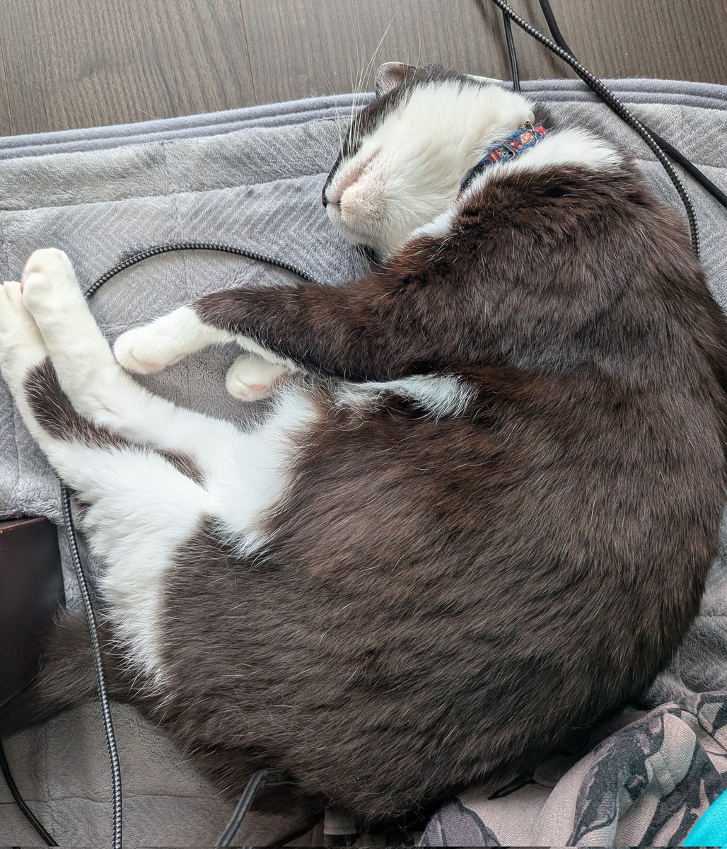chobitan7's tweet photo. 線の上でもお構いなしに爆睡中な猫 https://t.co/nvFwMXzHIs