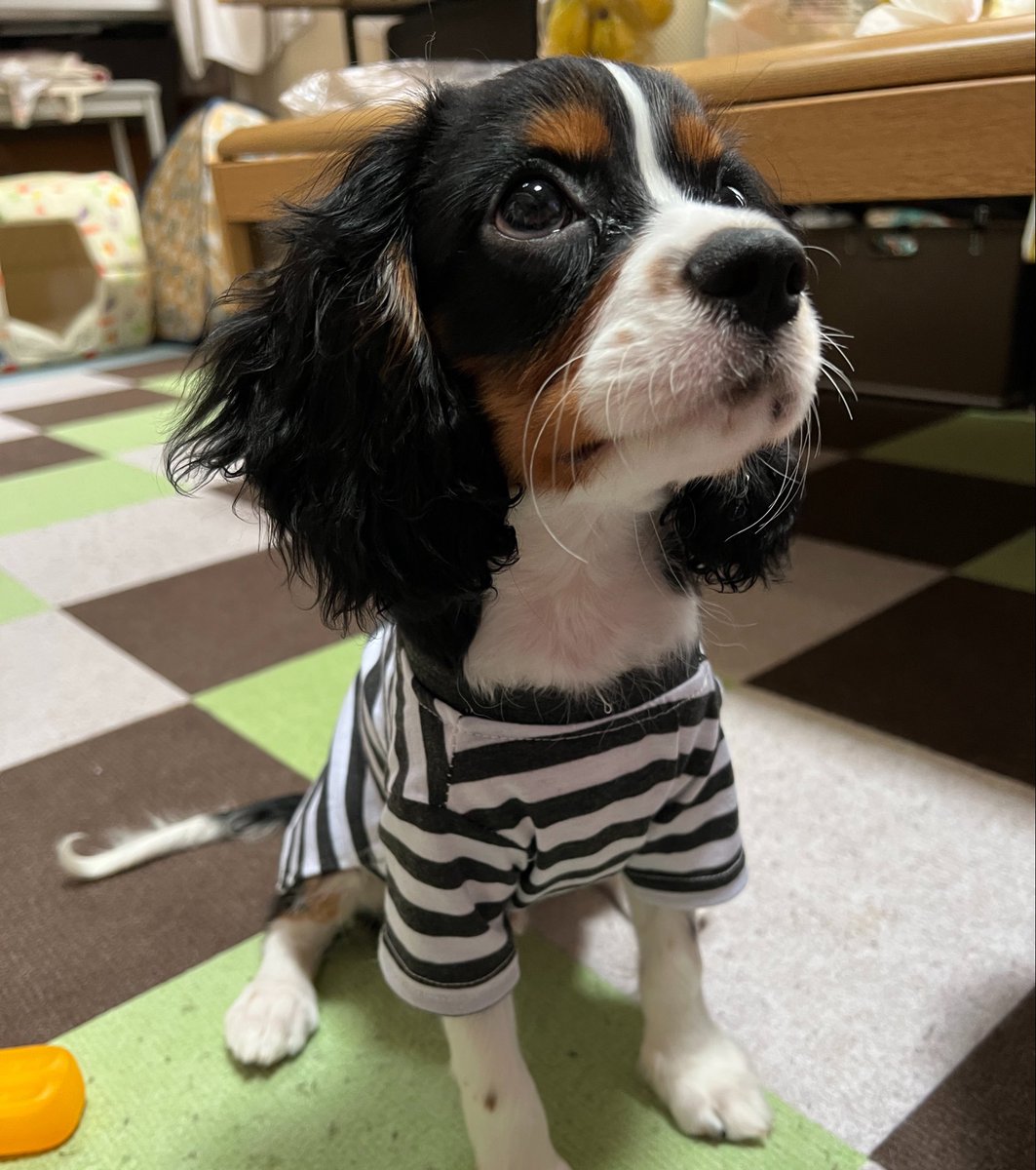 shell_thomas_20's tweet photo. おもち💕
可愛すぎる！
パピーの頃。

奇跡の一枚だわ　🤭

#キャバリア #キャバリアパピー #キャバリア多頭飼い https://t.co/AFdem5Ljtb