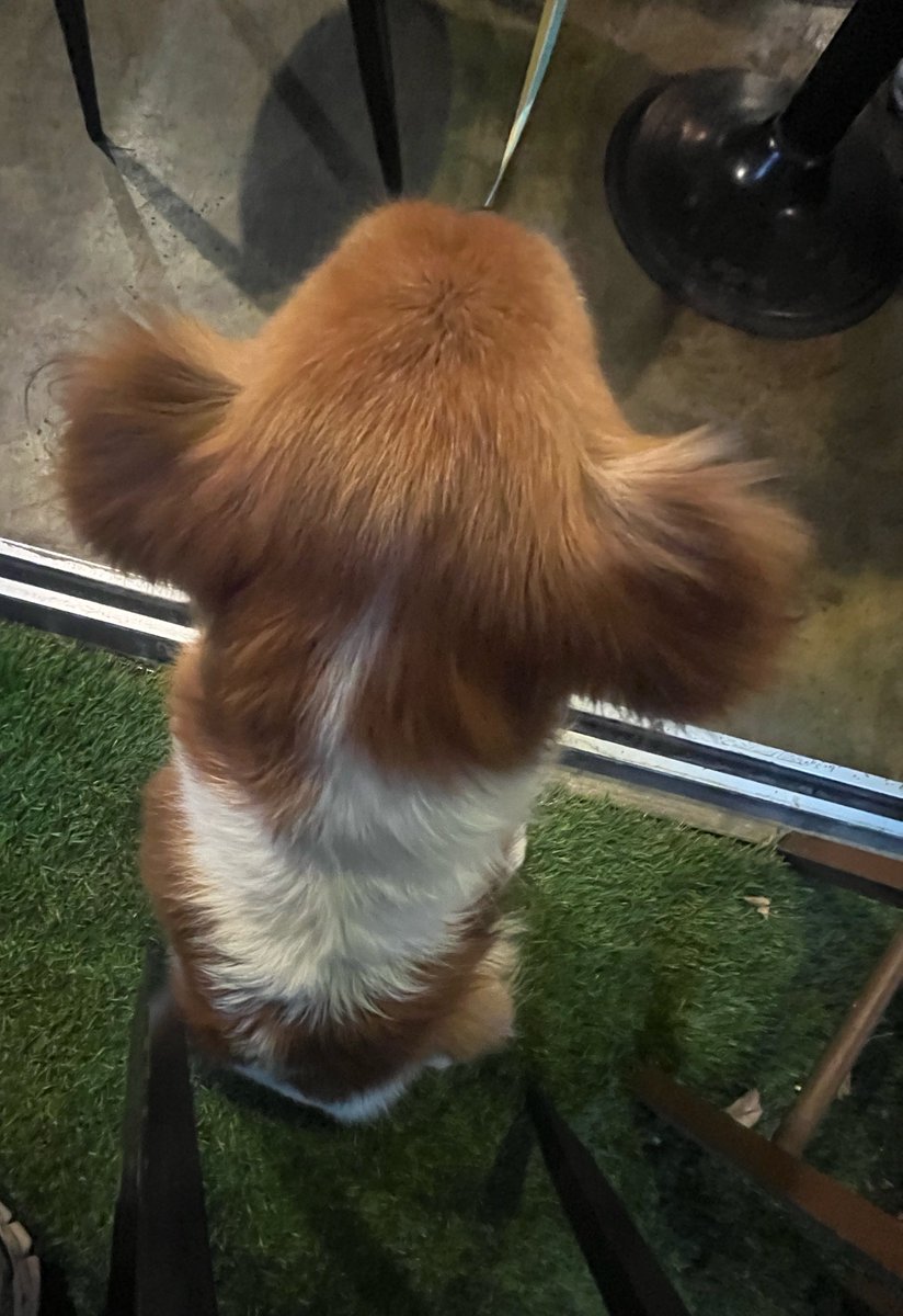 monginging's tweet photo. 오늘 졸귀견이 나에게 엉덩을 딱 붙이고 만져달라해서 눈물나게 행복했다 주인분이 강아가 등을 보이면 정말 좋아하는거라 하셔서 감동 https://t.co/CwXapw6XWG