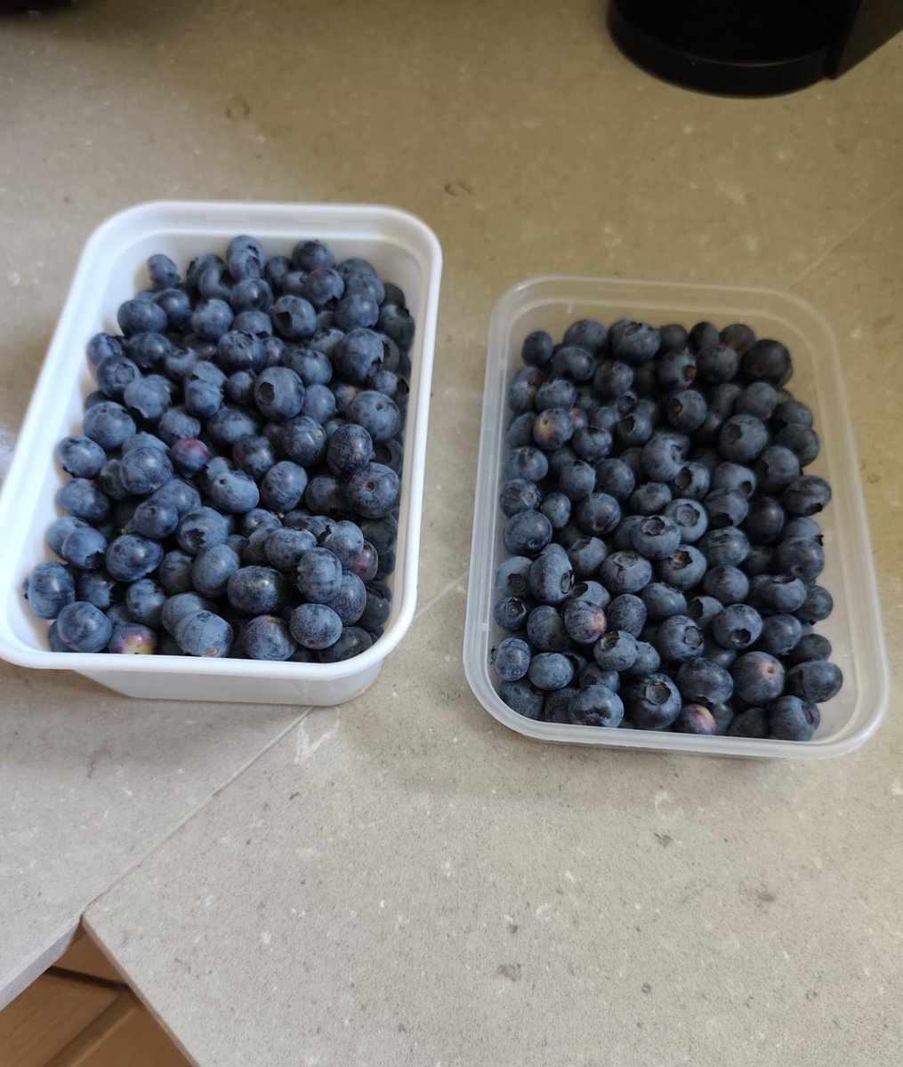 micha232013's tweet photo. I've started picking blueberries 🫐😋
#garden #redberries https://t.co/2Jfqlsak0r