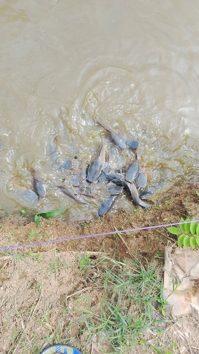 DestinyRea31344's tweet photo. Catfish for sale 100kg and above https://t.co/eK09uoD9zS