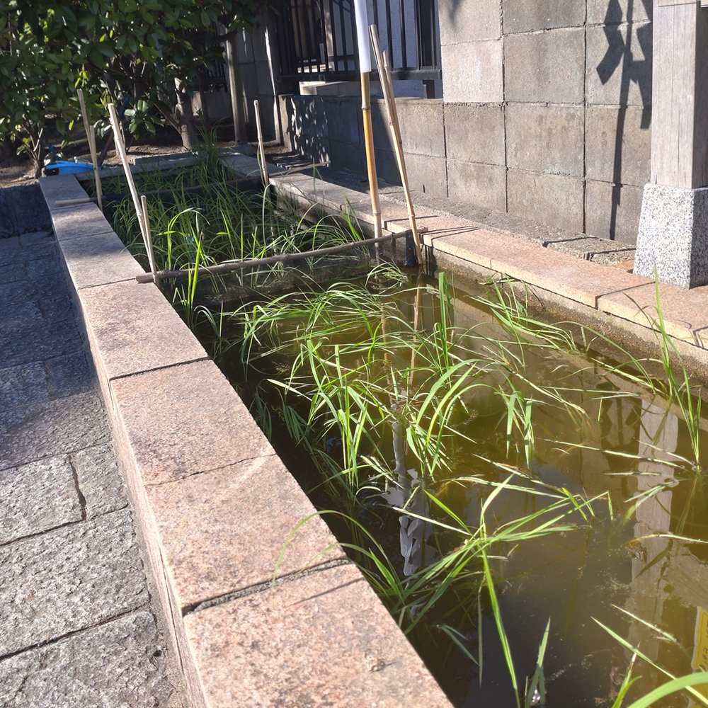ShimaTKhiro's tweet photo. 2026.06.10⛩️寺山不動尊 火産霊神社⛩️
新潟市東区 #火産霊神社 へ参拝👏茅の輪が登場しました😊夏詣の期間中は特別御朱印やライトアップなど楽しみいっぱいです😊お不動様にもしっかりご挨拶できました◎今月もお参りできてよかった😊どうか幸運がありますように◎#寺山不動尊 #御朱印 #御朱印巡り https://t.co/mJ8UT4oHSt