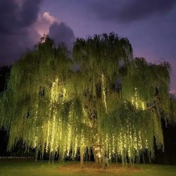 artindetails's tweet photo. a weeping willow tree wrapped in glowing fairy lights https://t.co/7ip31ZmOap