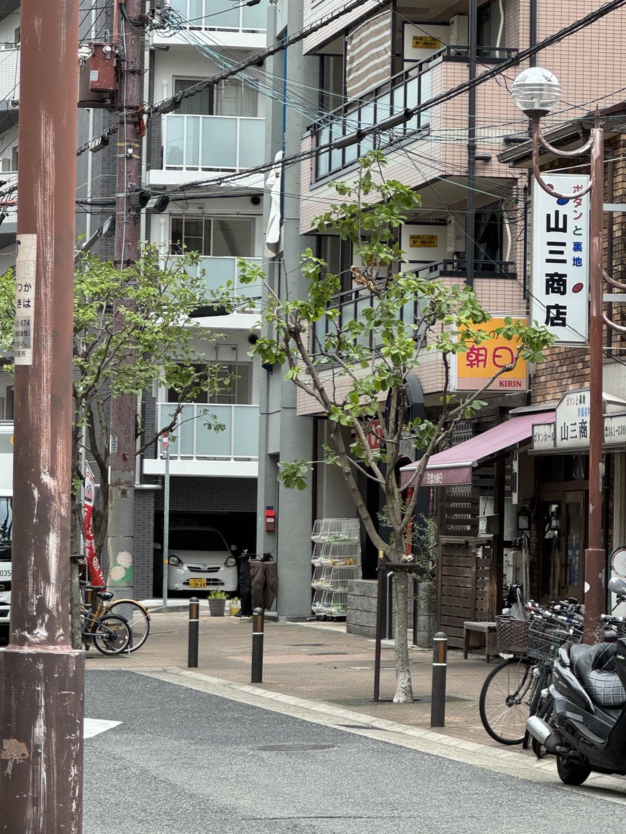 mathusale's tweet photo. 美味しい朝日 https://t.co/0tQvkASO5q