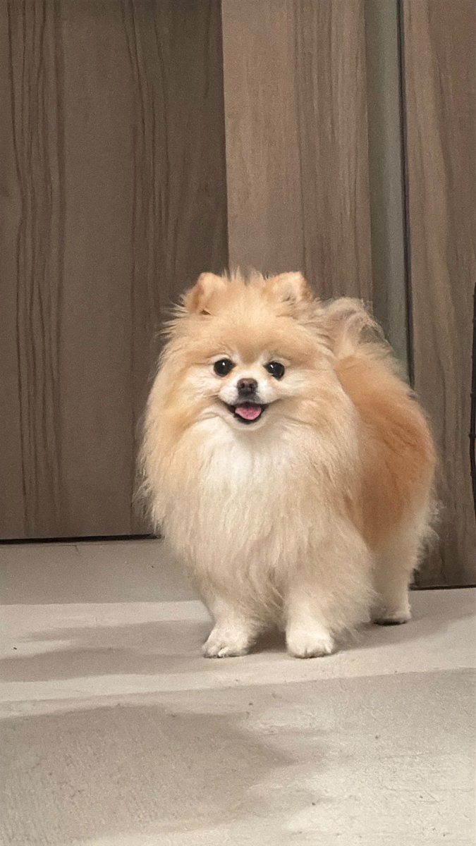 ポメラニアンの若様 (@pomeranian_waka) / Posts / X