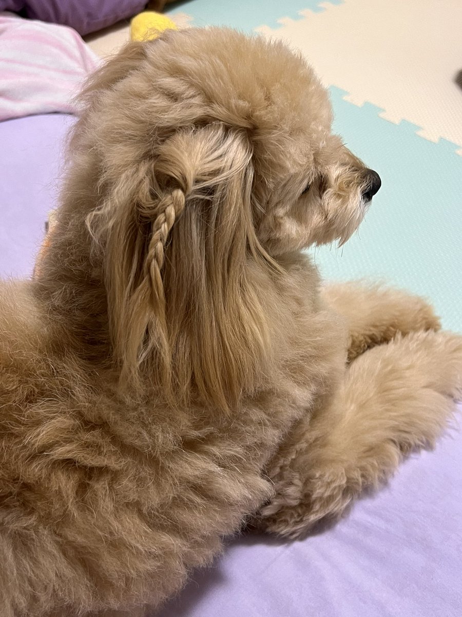 rayray060852's tweet photo. 動くから中々綺麗に出来ないけど🐕
しんどい時あってもこの子に構ってる時はあんまり考え���いでいれるから本当に助けられてる🥹 https://t.co/8EkXP4NdN0