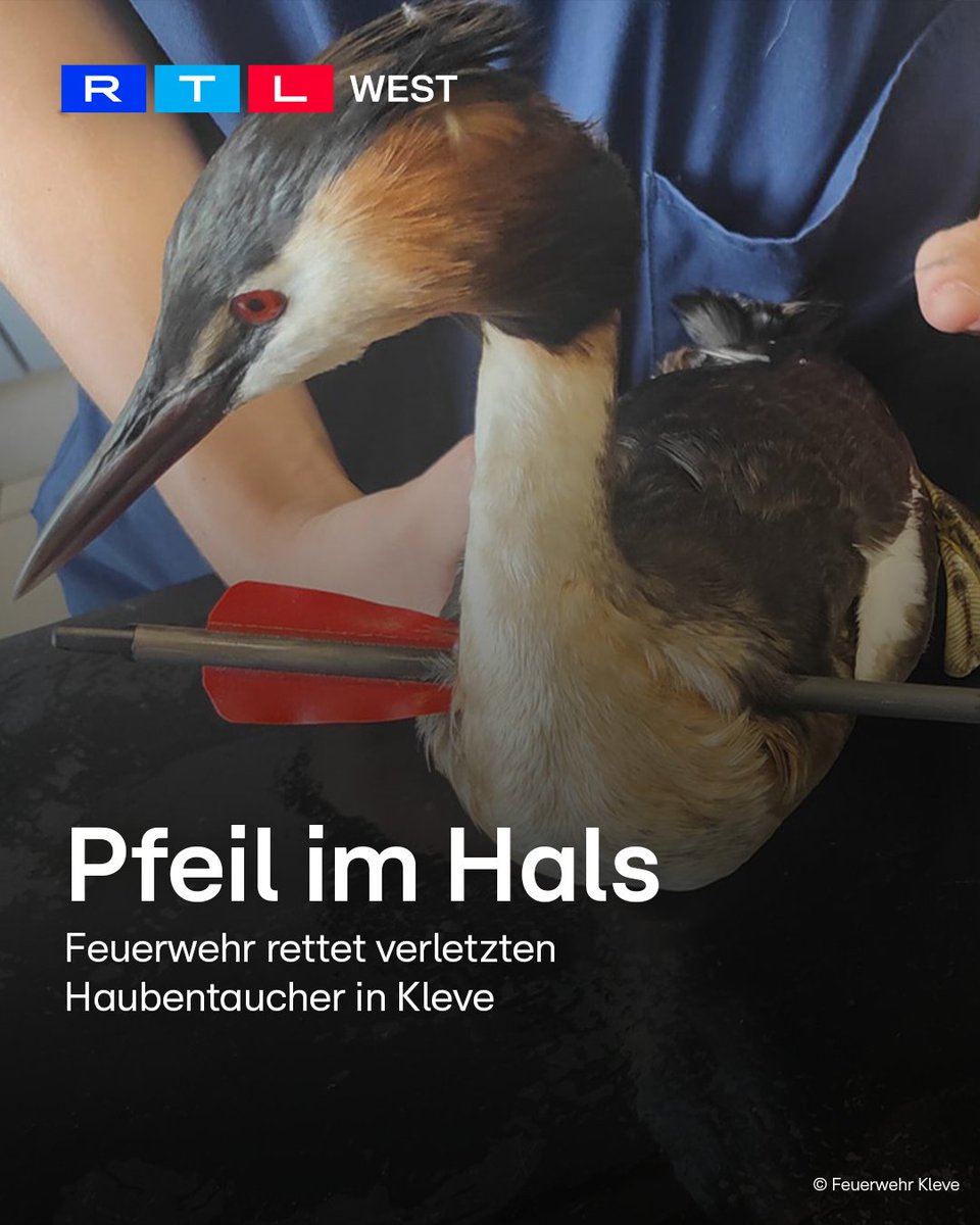 RTLWEST's tweet photo. Die #Feuerwehr hat in #Kleve einen schwer verletzten #Haubentaucher gerettet. Anwohner hatten den #Vogel auf einem Gewässer entdeckt. In seinem Hals steckte ein #Pfeil. Trotz der Verletzung schwamm das Tier weiter auf dem Gewässer umher. Die Feuerwehr alarmierte deshalb zusätzlich einen #DLRG-Bootstrupp sowie ein #Rettungsboot. Den Einsatzkräften gelang es, den Haubentaucher auf dem #Wasser einzukreisen und einzufangen. Anschließend wurde der Vogel an einen #Tierarzt übergeben und behandelt. Die #Polizei ermittelt nun, wie der Pfeil in den Hals des Tieres gelangte.