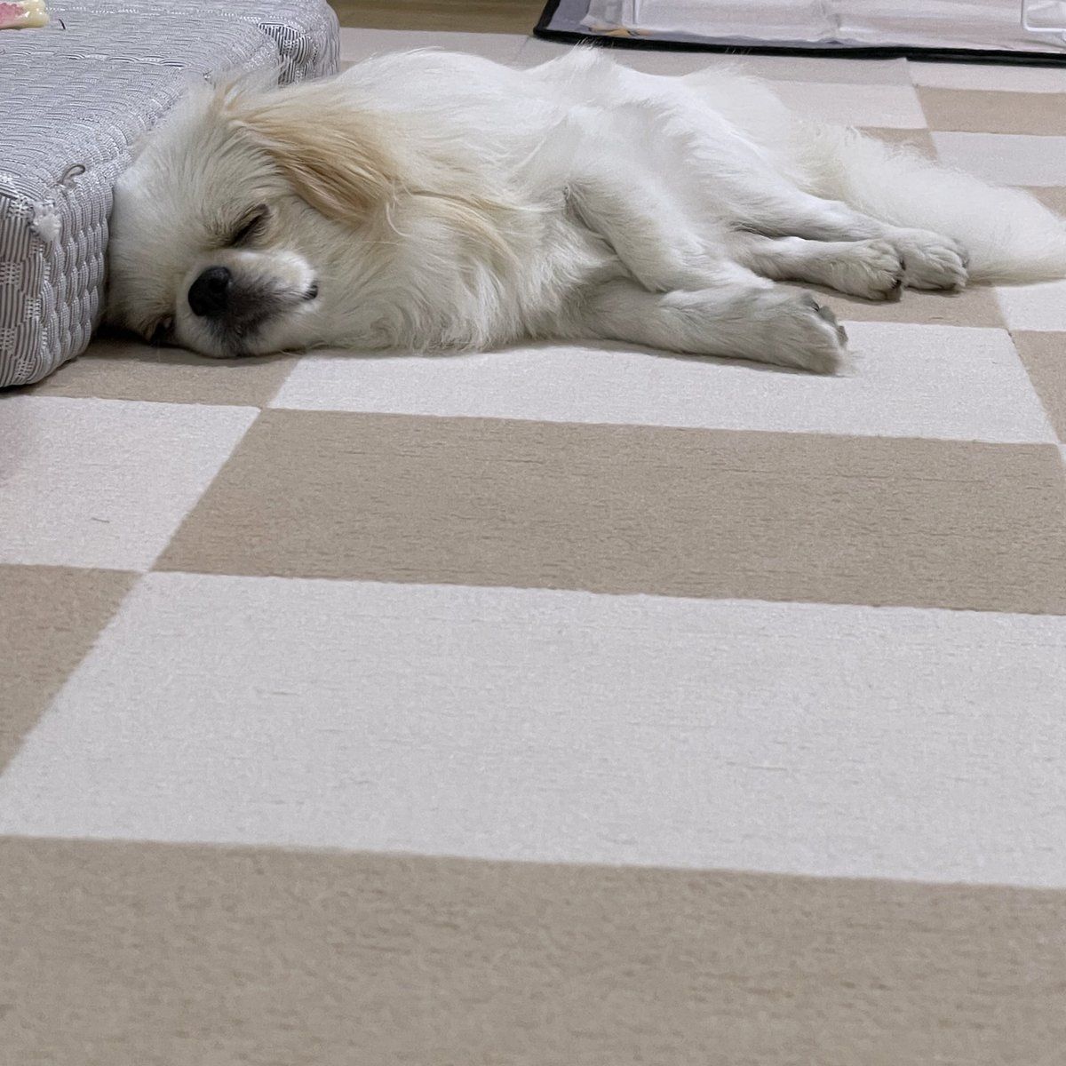 p_akutsu's tweet photo. 今日は公園で沢山遊んだよ🐶
#ペキチワ https://t.co/V4GcekVHKh