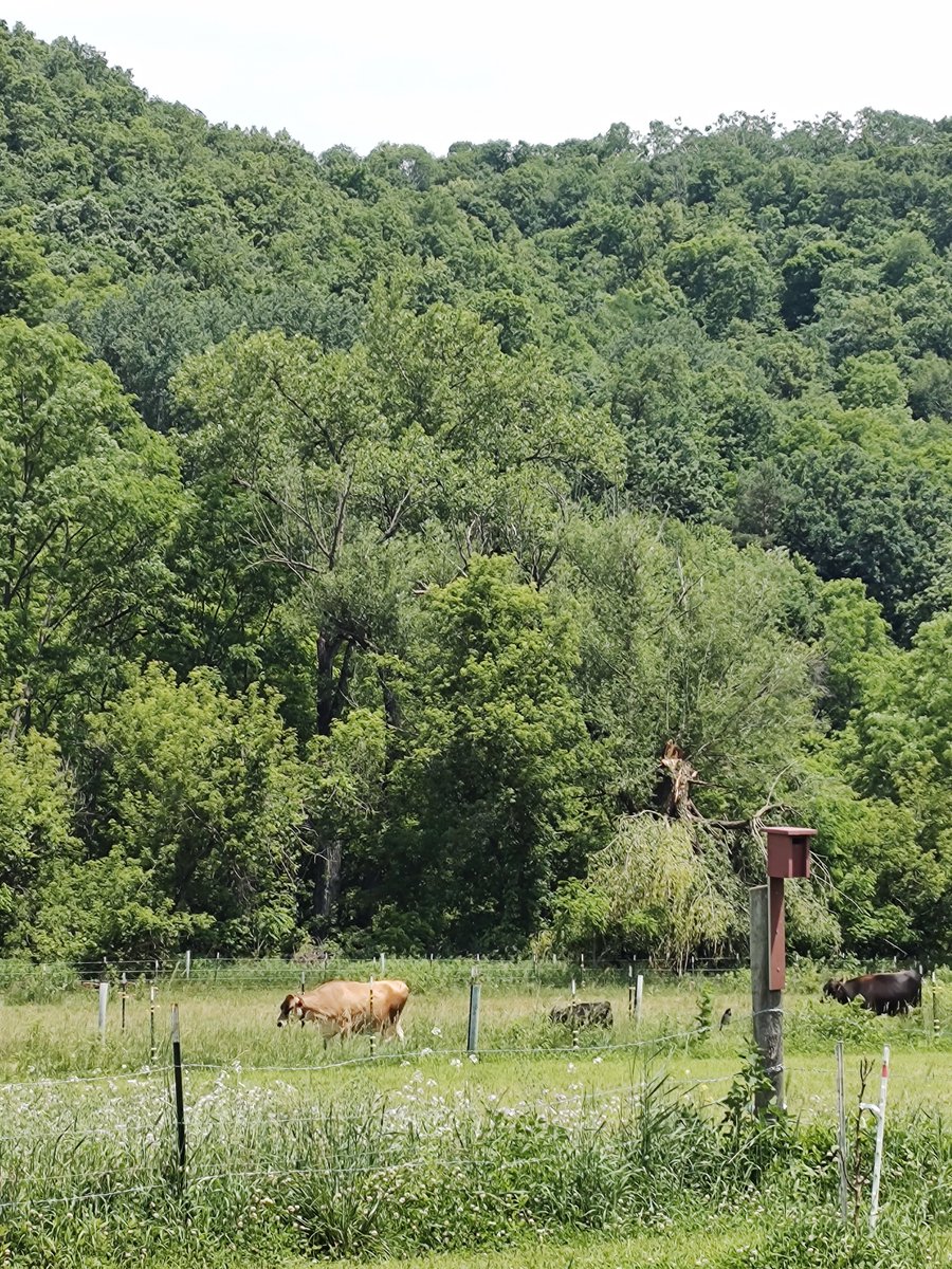 Korteacres's tweet photo. Cows marching around doing cow things while the sparrows sing their hearts out. Happy Fathers Day! https://t.co/yxnGNm5oS4