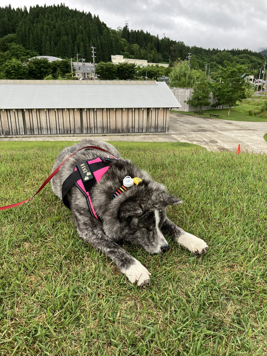 Ms722J's tweet photo. 今朝の散歩
山があったら登る
そして寝る😴
家の近所でも秋田に行ってもやることは同じナナ隊員 https://t.co/FJBwF2vrv8