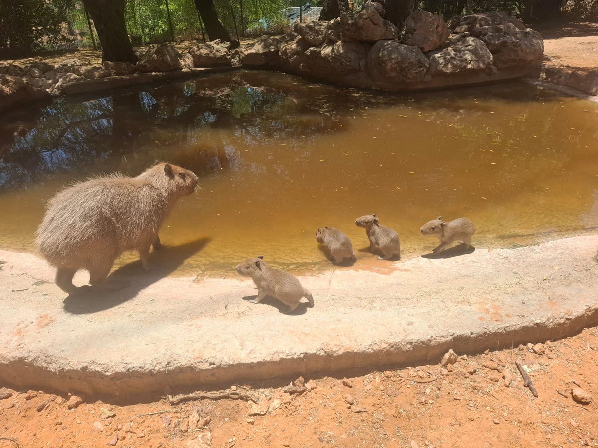 BiblicalZoo's tweet photo. At our zoo, you can meet the fresh new family splashing around in the South American yard, happily sharing the water with their neighbors — the tapirs.
Photo: Eliana Krigger https://t.co/HKswhJiVev