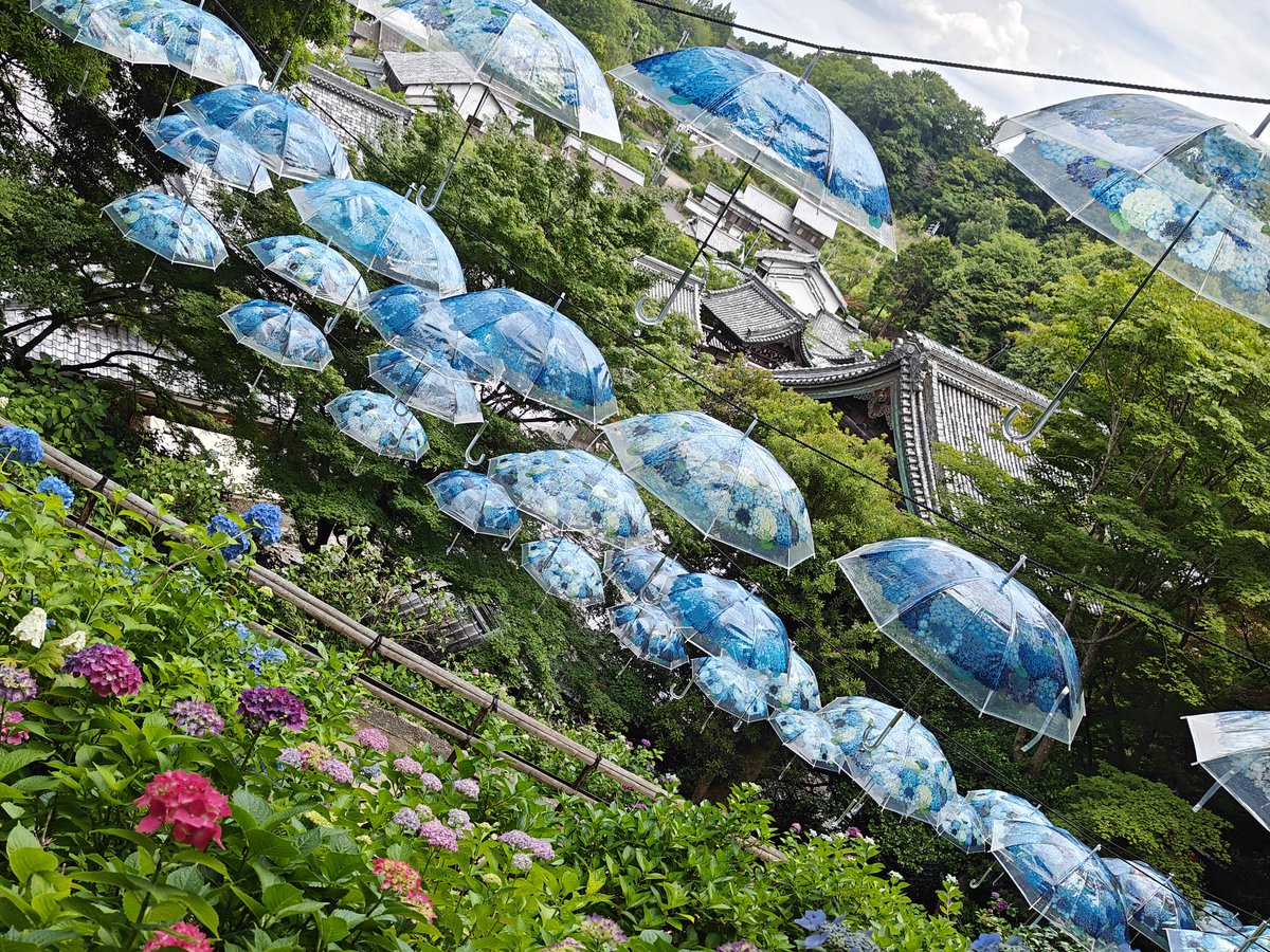 mia_games_'s tweet photo. 紫陽花を見てきたよー☔️𓈒𓏸💠*ﾟ
めちゃくちゃかわいいお寺だった！
地面にはハートの石が沢山あって、
すずめやフクロウの置物もあったり、御朱印もめちゃくちゃ種類豊富で、レースのお守りも可愛かった🥰
ここのお寺かなりすき🫶🏻︎💕︎︎

 #楊谷寺 https://t.co/9JOvXII0Sr