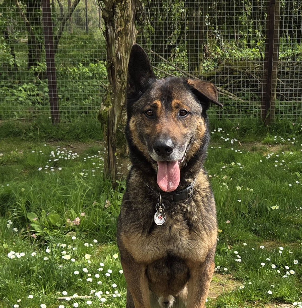 gsrescueelite's tweet photo. Bruno is coming up to 8yrs old and he came to us in May 19. Bruno is a clever boy but he can be protective of his people so will need a child and pet free home with exp of this issue please 
#dogs #germanshepherd #Cornwall 
https://t.co/sHSMUSVR57 https://t.co/4UKHp5RtYE
