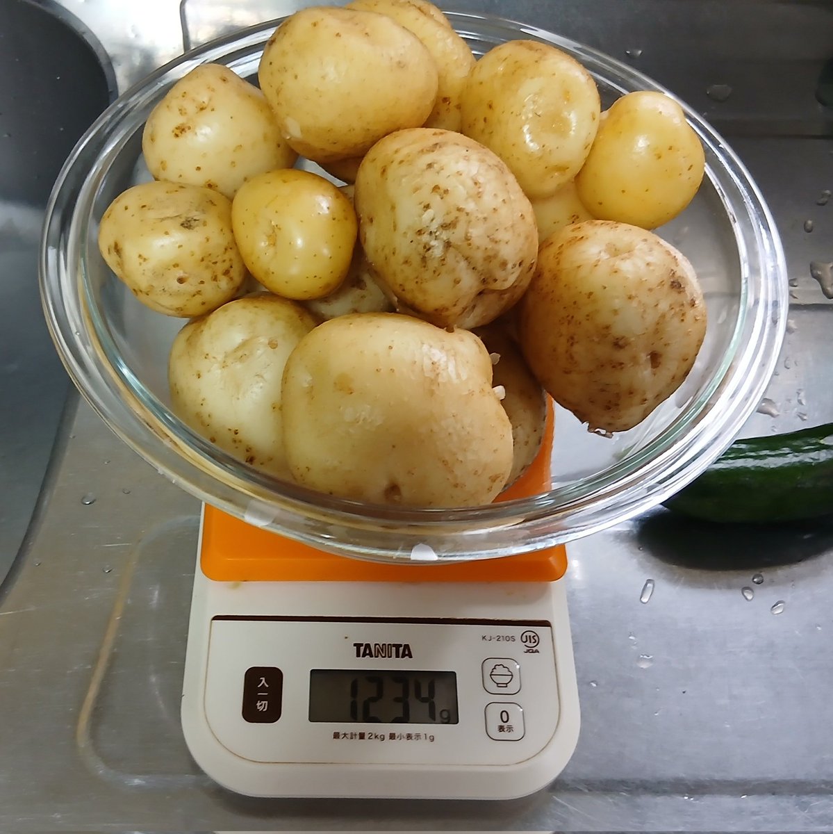 cyberlabojp's tweet photo. 今日の収穫

タヌキの算数をすると
種芋1kgから15kg
トータルで90kg収穫できる見込み
マルチ栽培が順調だったので、そう上手くは行かないと思いますけれど😂

きゅうりはフリーダムが初収穫
刺々が凄まじいです https://t.co/FC7ZUFA9ib