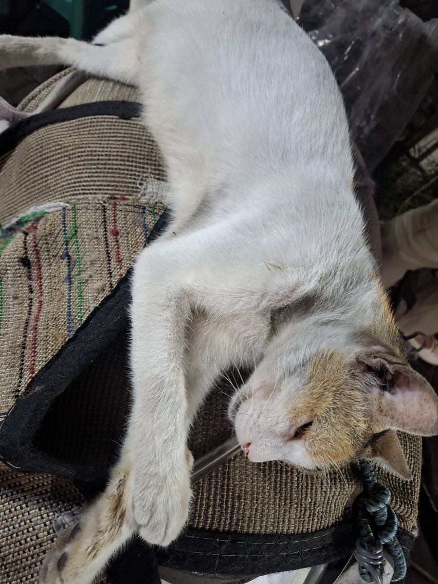daisy miaw 🐈 tweet media