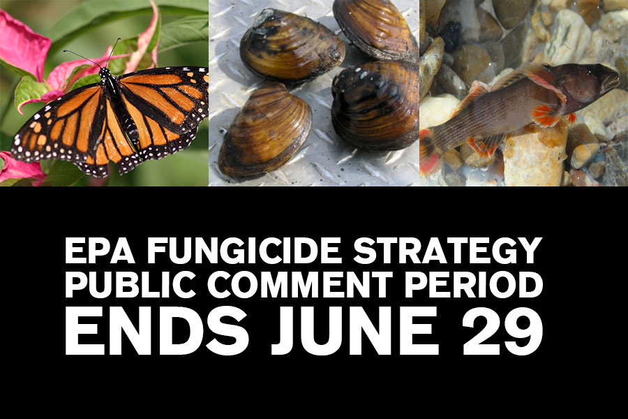 AginArk's tweet photo. 📣The deadline to submit public comments about the EPA's #fungicide strategy is rapidly approaching. 
See the whys and hows from @NatAgLaw's  ⚖️ Brigit Rollins: https://t.co/yeyAwFo7Si https://t.co/D0aJ2D8jZ5