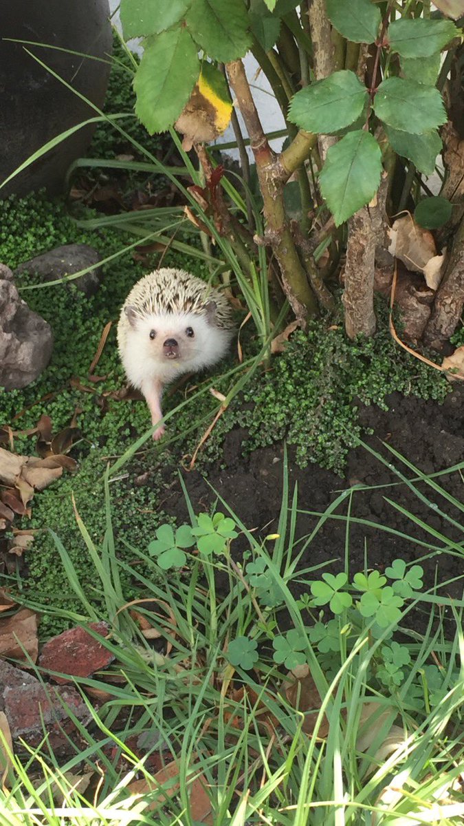 hpillo7's tweet photo. un besote hasta allá arriba donde estás precioso 🦔 https://t.co/CYpY3oxlIG