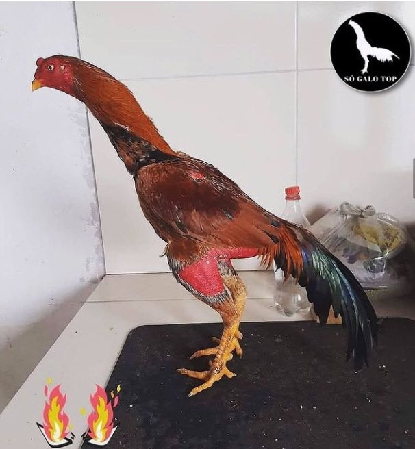ChickenPackPOA's tweet photo. Aqui na Chicken Pock, cultivamos nossos próprios frangos com todo amor e cuidado. 
Bora almoçar?🍗 https://t.co/DaCuIZ4ORH