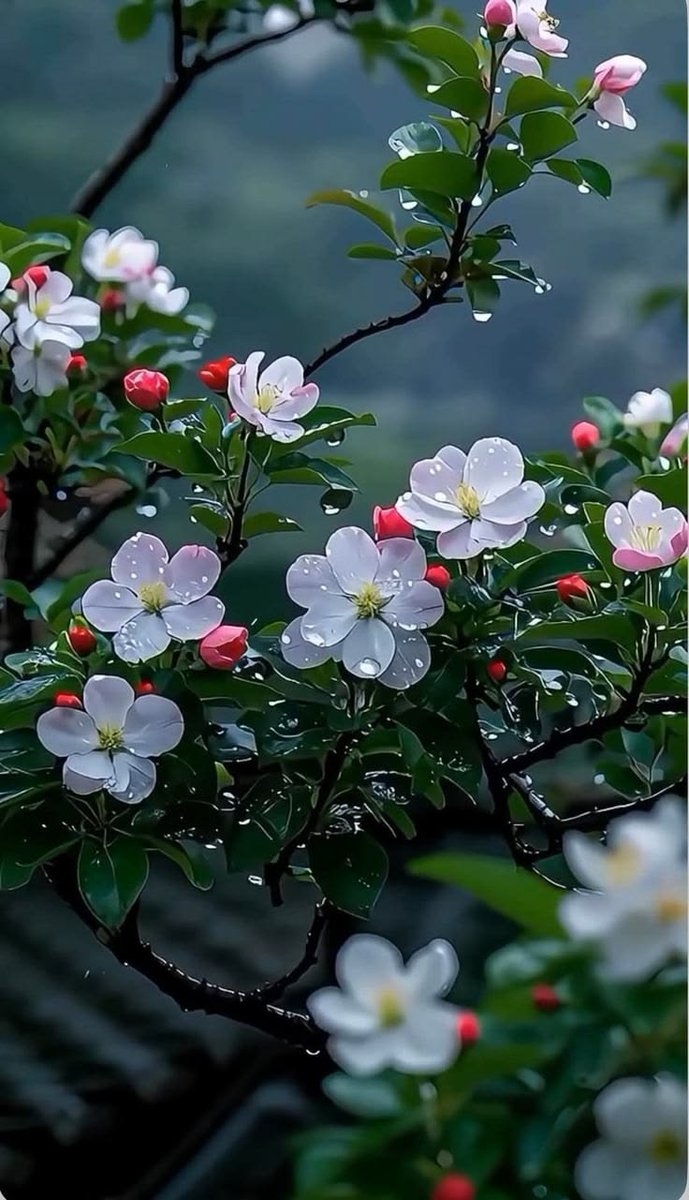 Floral_Magic_X's tweet photo. https://t.co/ohrI3EtFY1