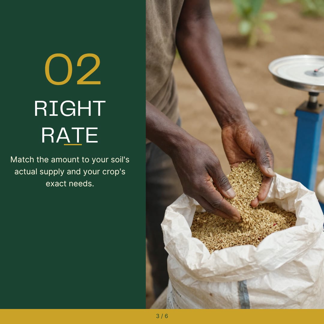 KESRETI's tweet photo. Are you getting the most out of your fertilizer budget? Over-applying or under-applying nutrients leads directly to wasted cash and damaged soils. At KESRETI, we advocate for the 4R framework to help sugarcane farmers optimize their inputs

#SugarcaneFarming #SoilHealth#KESRETI https://t.co/OgJTwgAJX2