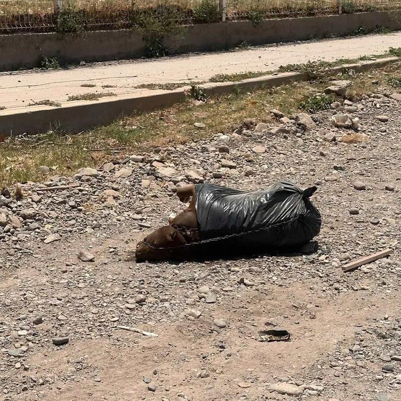 ruben_prz's tweet photo. La ataron a una bolsa. Murió.

Esta es la basura, nunca mejor dicho, con la que convivimos en el planetam https://t.co/PW5wQ8O9TA