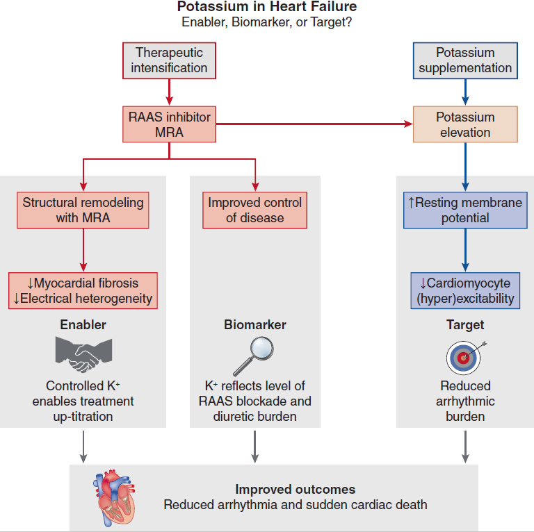 asnpublications's tweet photo. Potassium: target or surrogate of optimized care in heart failure? Perspective in #ASNJASN argues that the POTCAST trial may reflect MRA intensification more than potassium targeting. https://t.co/d7aQI5OQpz https://t.co/9biPqmEDc7