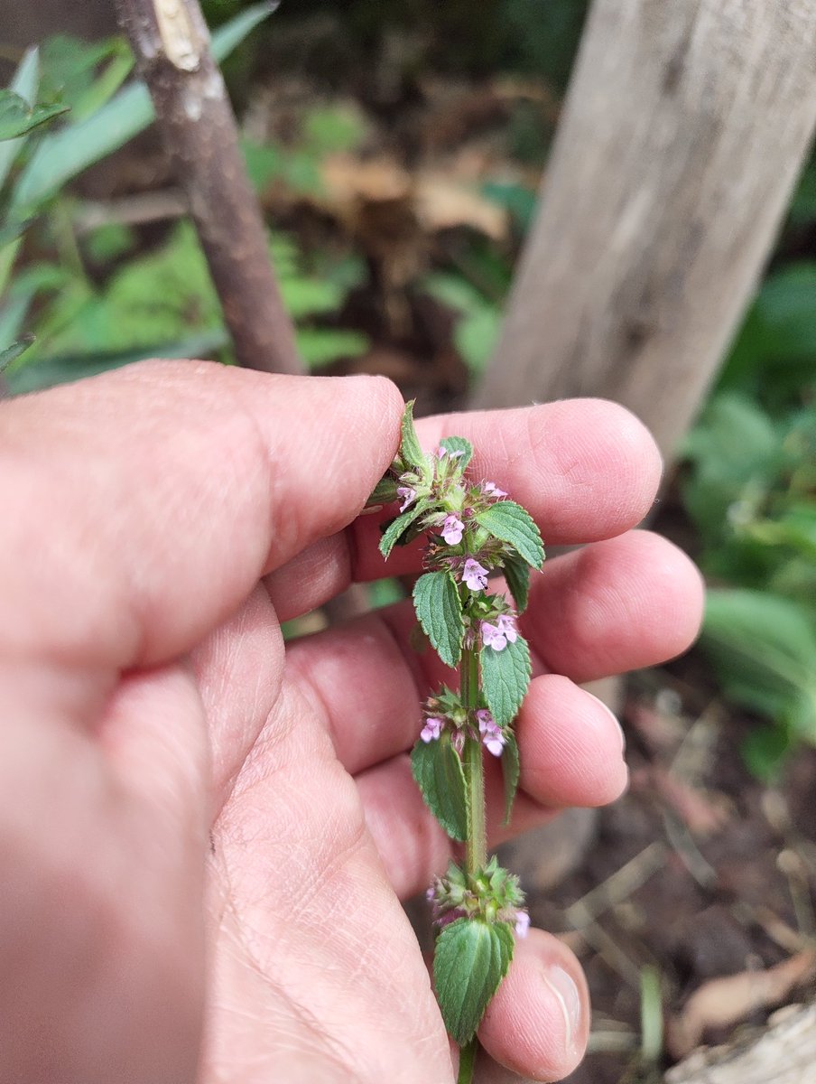 C_Ahuizotl's tweet photo. Normalicemos usar "malezas" de flores miniatura en los jardines urbanos, son mucho más resistentes y tienen mejor interacción con los polinizadores locales que las especies ornamentales exóticas de flores grandes y vistosas.
Stachys agraria.
Verbena aff. menthifolia. https://t.co/KjDEcreiYy