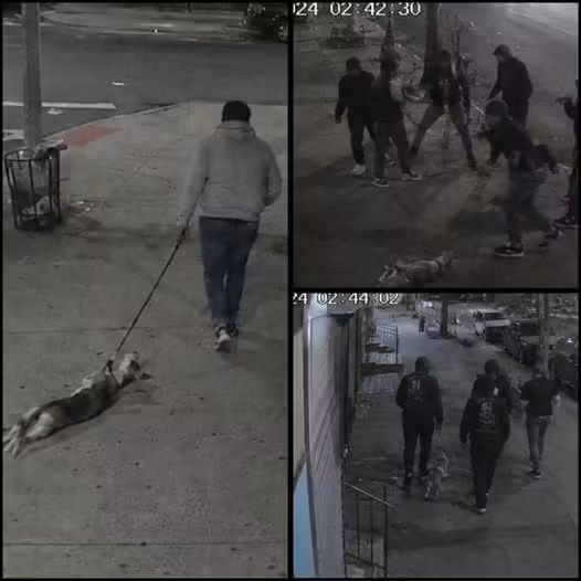 CrazyVibes_1's tweet photo. Alleged Gang Members Praised After Beating Owner And “Stealing” Dog

It was just after 3 a.m. in a Bronx neighborhood when people nearby said they heard a dog whining somewhere down the block. At first, nobody knew exactly where it was coming from, until one man reportedly looked out his apartment window and saw the owner kicking the dog before dragging it by the leash down the sidewalk. According to witnesses, the man then called a few of his “friends,” and they waited near the end of the block as the owner kept walking.

Street cameras later showed the group surrounding the man, confronting him, and then attacking him before taking the dog away. After the confrontation, the men disappeared from the CCTV cameras with the dog. Hours later, they were reportedly captured again on security footage at a nearby vet clinic, dropping the animal off and paying the medical bill in full before leaving. Police later described some of the men as suspected gang members, though nothing has been proven in court. They were detained and are now waiting on a court date, leaving the story divided, some say they broke the law, while others say they were the only ones willing to protect a dog that had no voice.